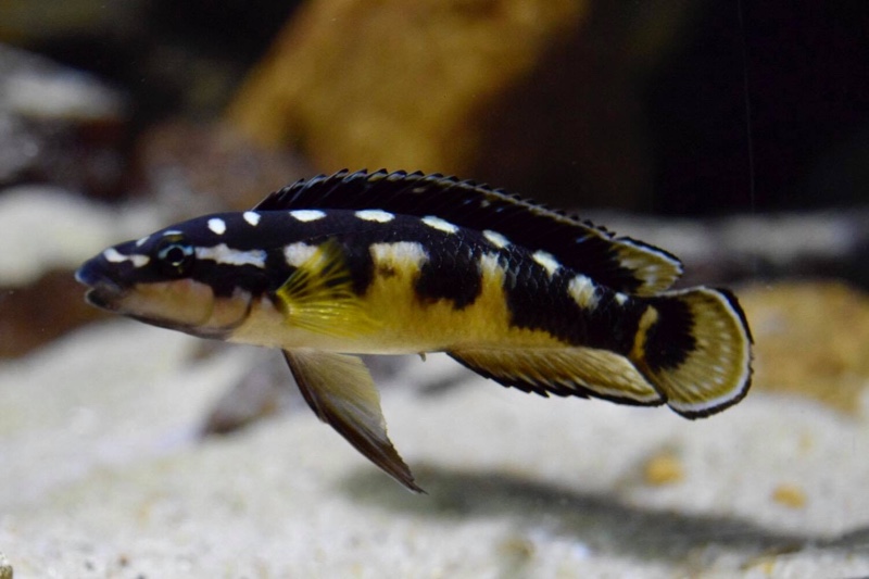 Julidochromis transcriptus 'Bemba'